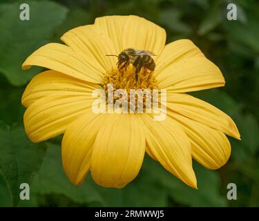 Honeybee collecting pollen from a Small-headed Sunflower Stock Photo