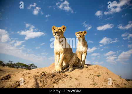 (141112) -- GWERU, 12 novembre 2014 -- deux petits lions âgés de 18 mois sont vus au parc Antelope, à Gweru, Zimbabwe, le 8 novembre 2014. Lion Walk a été introduit dans Antelope Park il y a plus d'une décennie dans le cadre d'un programme de conservation en cours pour sauver les lions africains, dont la population avait chuté d'environ 70 pour cent au cours des deux dernières décennies à environ 320 000. Seuls les petits âgés de moins de 18 mois sont pris pour la promenade du lion. Une fois qu'ils vieillissent, l'interaction humaine est limitée. Les grands chats seront soignés pour la libération dans la nature une fois qu'ils acquièrent les compétences de chasse et développent un avantage pour sécuriser la nourriture contre la concurrence Banque D'Images