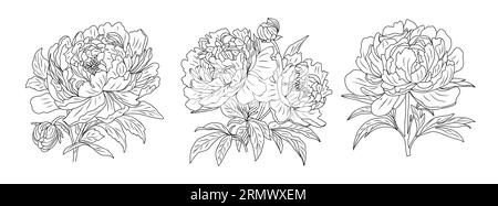 Ensemble de Peonies vecteur de fleur de mois de naissance novembre. Illustration de Vecteur