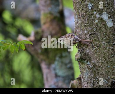 Treecreeper accroché à un arbre dans la vallée de Wye Herefordshire, Royaume-Uni Banque D'Images