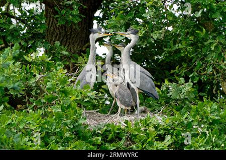 Paire de hérons gris-Ardea cinerea adultes et jeunes ou jeunes naissants sur le nid. Banque D'Images