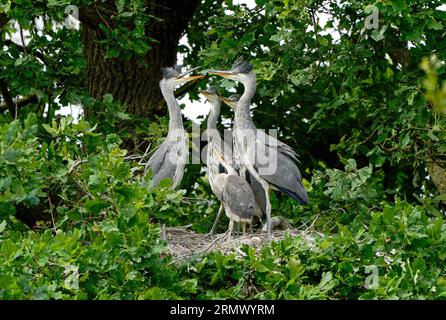 Paire de hérons gris-Ardea cinerea adultes et jeunes ou jeunes naissants sur le nid. Banque D'Images