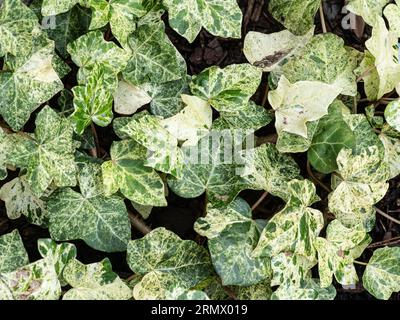 Les feuilles marbrées vertes et blanches de Hedera hibernica 'Rona' font une tache lumineuse de sol ombragé Banque D'Images