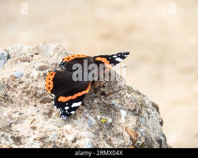 Un gros plan d'un papillon amiral rouge (Vanessa atalanta) reposant sur un rocher Banque D'Images