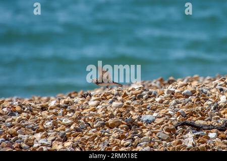 sable martin la plus petite hirundine européenne volant au-dessus de galets sur la plage avec la mer en arrière-plan Banque D'Images