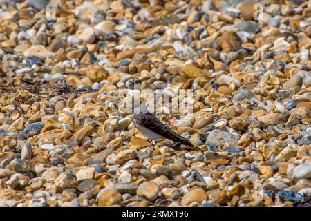 sable martin la plus petite hirundine européenne reposant sur des galets sur la plage Banque D'Images