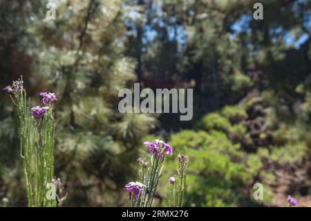 Fleurs de forêt violettes sur fond de pins brouillés Banque D'Images