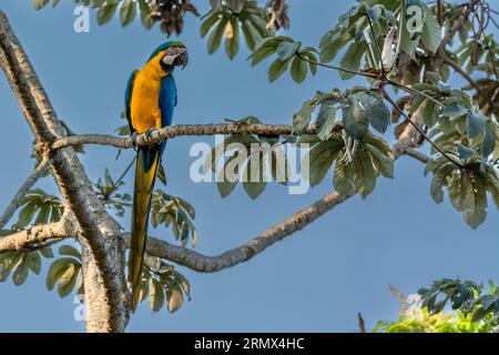Macaw bleu et jaune sauvage, Ara ararauna, également connu sous le nom de Macaw bleu et or, perché sur la branche d'un arbre de trompette, Pantanal, Mato Grosso, Brésil Banque D'Images