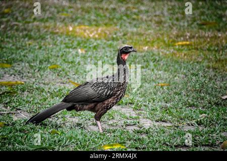Guan aux pattes floues, Penelope obscura, dans le Pantanal, Mato Grosso, Brésil, Amérique du Sud Banque D'Images