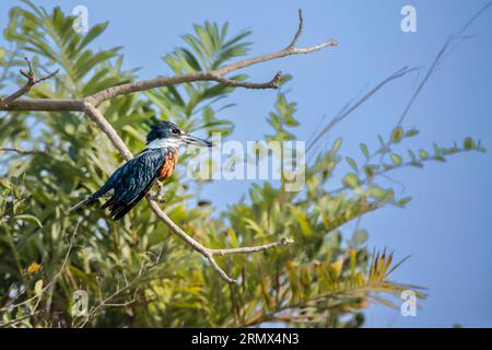 Ringed Kingfisher Megaceryle torquata,, perché sur une branche dans le Pantanal, Mato Grosso, Brésil, Amérique du Sud Banque D'Images