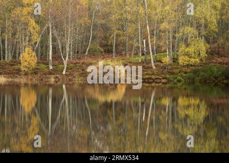 Birch Woodland aux couleurs automnales, Craigellachie nature Reserve, Aviemore, Cairngorms, Écosse Banque D'Images