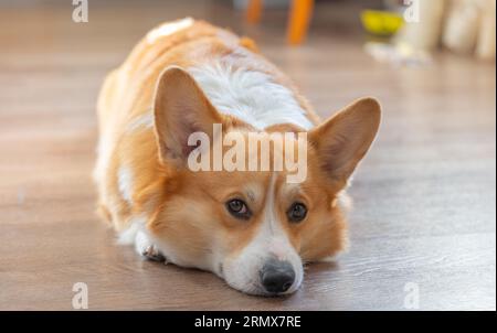 portrait de chien gallois corgi pembroke Banque D'Images