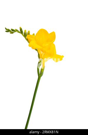 freesia jaune isolé sur fond blanc Banque D'Images