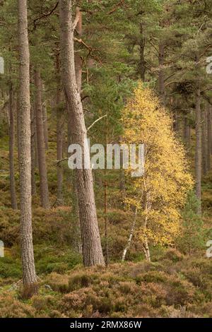 Anagach Wood près de Grantown sur Spey, Cairngorms, Écosse, Royaume-Uni Banque D'Images
