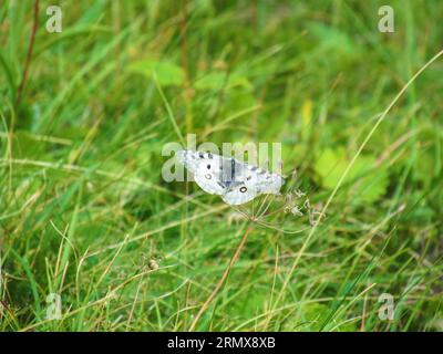 Phoebus Apollo or small Apollo (Parnassius phoebus) white butterfly with black dots Stock Photo