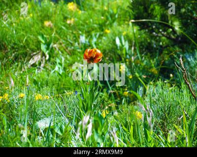 Gros plan de la pomme dorée (Lilium carniolicum) poussant au milieu d'une végétation luxuriante Banque D'Images