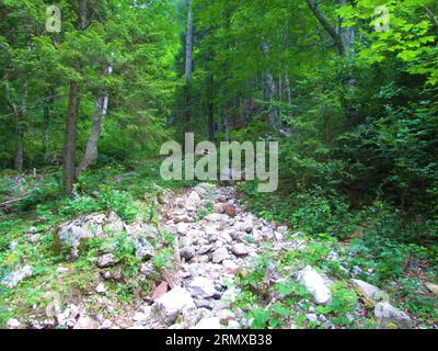 Ruisseau asséché entouré d'une forêt de pommes et d'épinettes dans les montagnes Karavanke, Gorenjska, Slovénie Banque D'Images