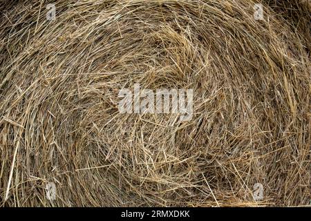 A big yellow bale of hay Stock Photo