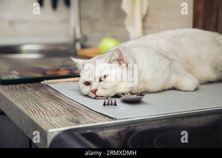 Chat argenté britannique shorthair couché sur la table de la cuisine. Banque D'Images