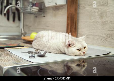 Chat argenté britannique shorthair couché sur la table de la cuisine. Banque D'Images