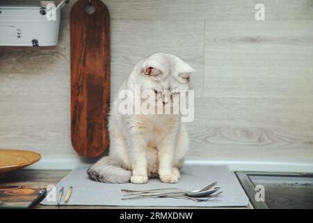 British shorthair silver cat sits cheekily on the kitchen table. Stock Photo