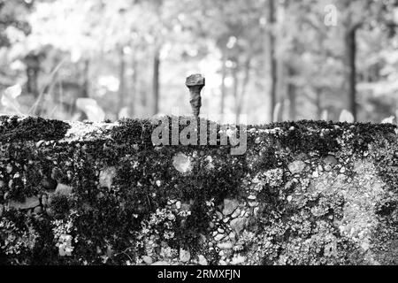 Un seul clou en métal vintage fait main sortant d'une fondation en béton abandonnée dans un monochrome noir et blanc. Banque D'Images