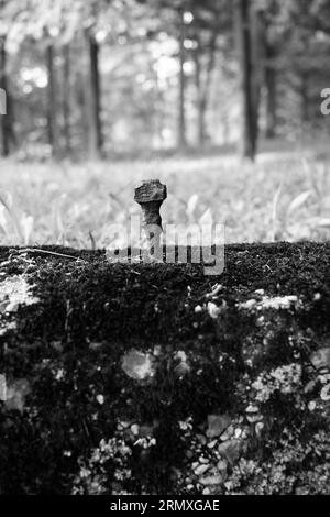 Un seul clou en métal vintage fait main sortant d'une fondation en béton abandonnée dans un monochrome noir et blanc. Banque D'Images