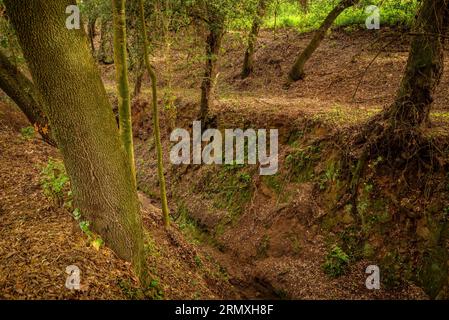 Forêt de chênes près de la fontaine du Recteur, à Santa Eulàlia de Ronçana, un matin de printemps (Vallès Oriental, Barcelone, Catalogne, Espagne) Banque D'Images