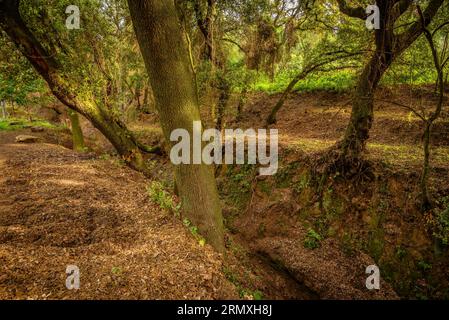 Forêt de chênes près de la fontaine du Recteur, à Santa Eulàlia de Ronçana, un matin de printemps (Vallès Oriental, Barcelone, Catalogne, Espagne) Banque D'Images