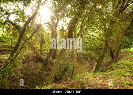 Forêt de chênes près de la fontaine du Recteur, à Santa Eulàlia de Ronçana, un matin de printemps (Vallès Oriental, Barcelone, Catalogne, Espagne) Banque D'Images