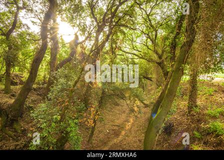 Forêt de chênes près de la fontaine du Recteur, à Santa Eulàlia de Ronçana, un matin de printemps (Vallès Oriental, Barcelone, Catalogne, Espagne) Banque D'Images