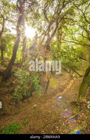 Forêt de chênes près de la fontaine du Recteur, à Santa Eulàlia de Ronçana, un matin de printemps (Vallès Oriental, Barcelone, Catalogne, Espagne) Banque D'Images