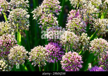 Oignon ornemental, Allium Millenium au jardin botanique de Cleveland, Cleveland, Ohio Banque D'Images