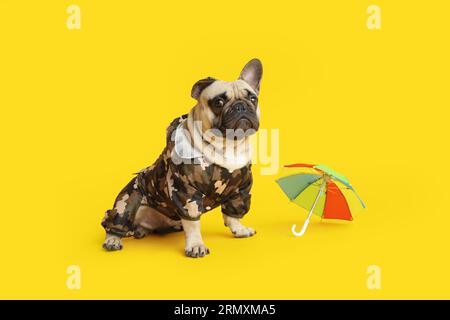 Mignon bulldog français dans des vêtements pour animaux de compagnie avec parapluie jouet sur fond jaune Banque D'Images