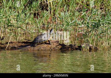 Slider à ventre jaune, Trachemys scripta, se prélasser Banque D'Images