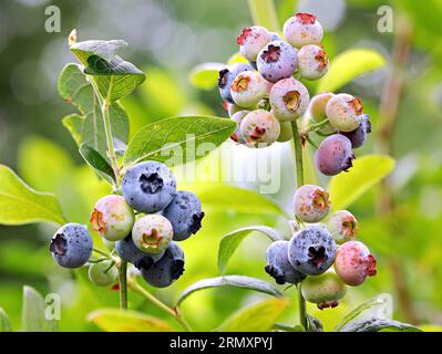 Gros plan de fruits de bleuets mûrs et non mûrs sur une branche, des bleuets sains frais de maturité variable au soleil Banque D'Images