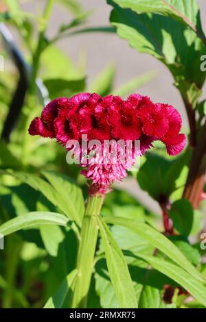 Cockscomb, Celosia cristata, ou 'Lagos épinards' au jardin botanique de Cleveland, Cleveland, Ohio Banque D'Images