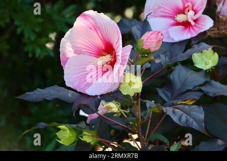 Hibiscus moscheutos, la mauve rose, au Cleveland Botanical Garden, Cleveland, Ohio Banque D'Images