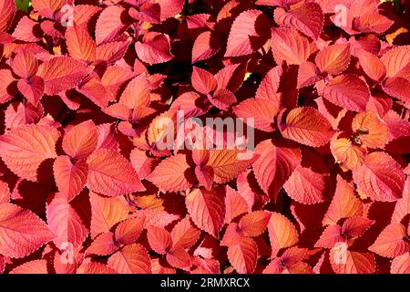 Coleus rouges au jardin botanique de Cleveland, Cleveland, Ohio Banque D'Images