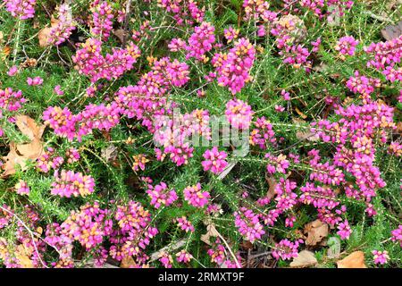 Gros plan des fleurs violettes et des feuilles vertes de la floraison estivale basse croissance herbacée indigène herbacée de cloche hernie erica cinerea rock ruth. Banque D'Images