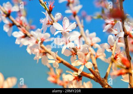 Capturer la beauté de petites fleurs blanches ornées de délicats noyaux roses, une étude dans la grâce et la subtilité de la nature Banque D'Images