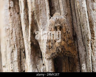 Luperina testacea, la mite rustique molle, reposant sur une souche d'arbre pourrie. Banque D'Images