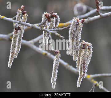 Les boucles d'oreilles Aspen (Populus tremula, Populus pseudotremula) fleurissent dans la nature au printemps Banque D'Images