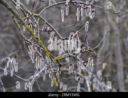 Les boucles d'oreilles Aspen (Populus tremula, Populus pseudotremula) fleurissent dans la nature au printemps Banque D'Images