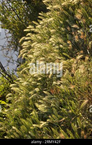 Dans la nature, comme une mauvaise plante pousse de l'orge (Hordeum murinum) Banque D'Images