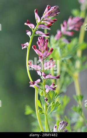 Fumaria officinalis fleurit dans la nature au printemps Banque D'Images