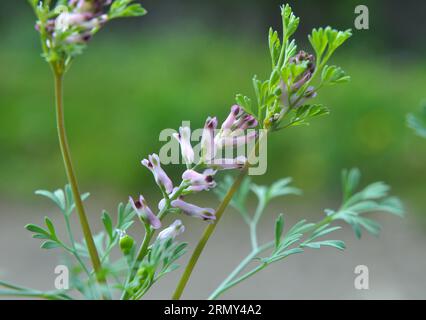 Fumaria officinalis fleurit dans la nature au printemps Banque D'Images