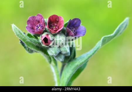 Dans la nature, Cynoglossum officinale fleurit parmi les graminées Banque D'Images