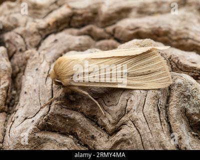 Mythimna pallens, la teigne commune de Wainscot, reposant sur une souche d'arbre pourrie. Banque D'Images