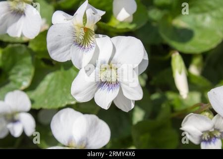 Fleur violette blanche Viola alba le matin Banque D'Images